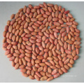 Kernals d&#39;arachide de haute qualité / nouvelle récolte